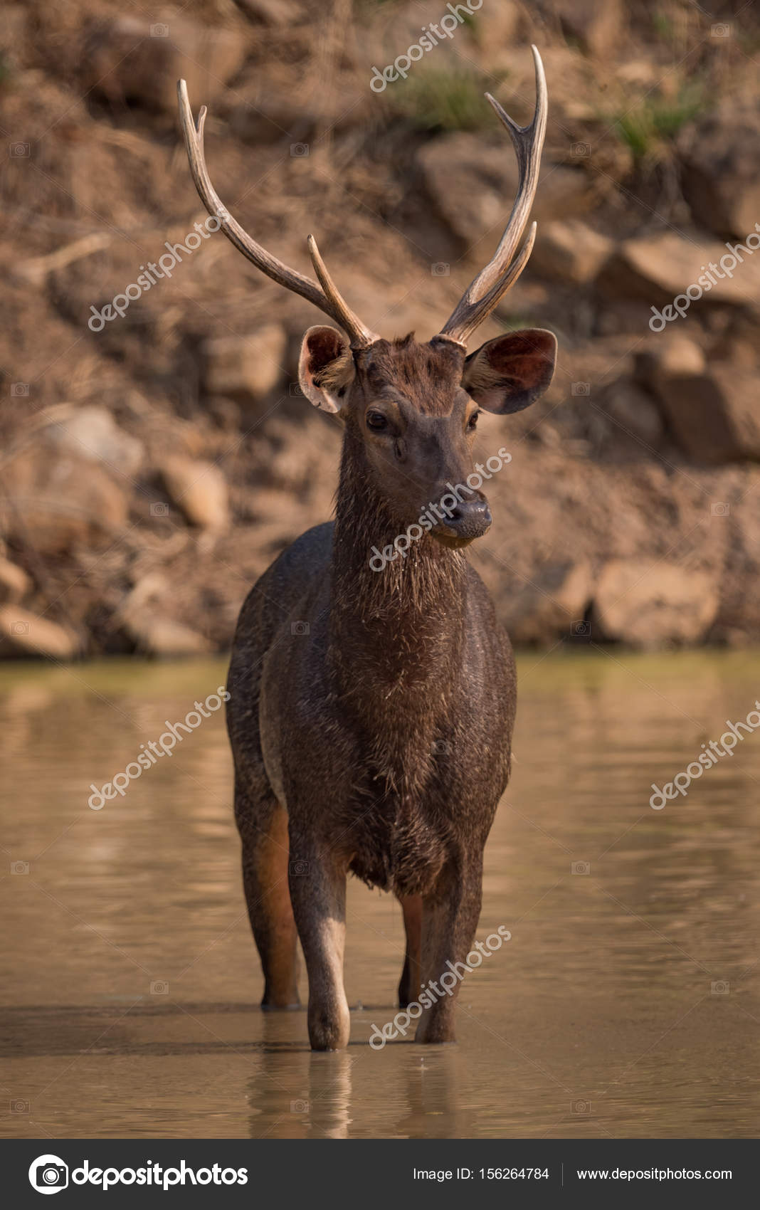 Sambar deer Stock Photos, Royalty Free Sambar deer Images | Depositphotos