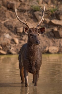 Male sambar deer standing in shallow water clipart