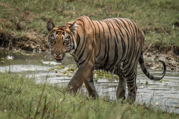 Bengal tiger climbs grassy riverbank in sunshine — Stock Photo, Image