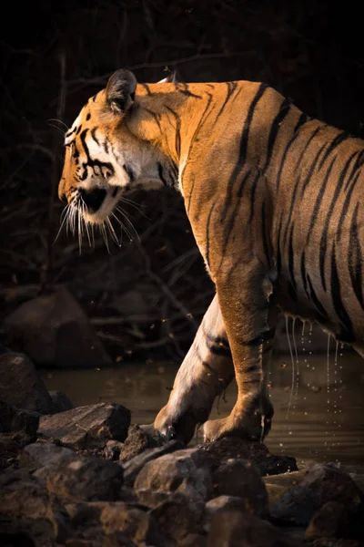 Bengal tiger exits water hole dripping wet — Stock Photo, Image