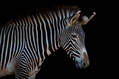 Kameraya bakarak profilde Grevy zebra