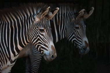 Close-up of pair of Grevy zebra heads clipart