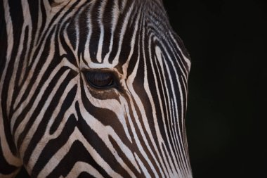 Grevy zebra baş taraftan Close-up