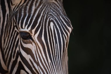 Kameraya bakarak Grevy zebra Close-Up