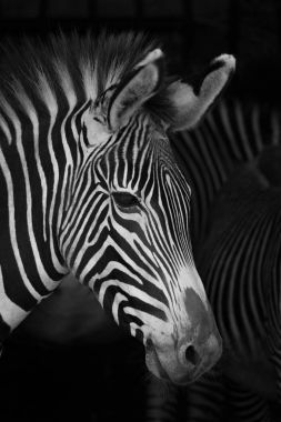 Close-Up Grevy zebra kafa diğerleri yanında