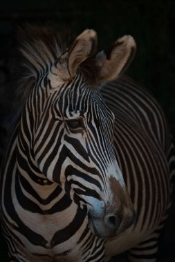 Close-up of Grevy zebra with turned head clipart