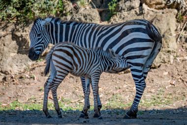 Baby Grevy zebra drinking milk from mother clipart