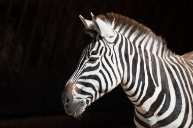 Grevy zebra kafalı Close-up döndü