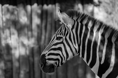 Çit yanında Grevy zebra Mono yakın çekim