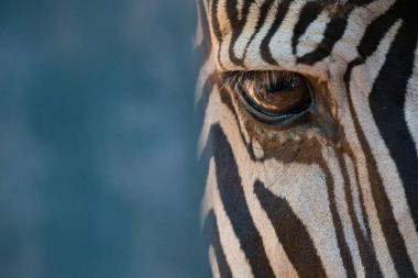 Grevy zebrasağ gözünün yakın çekim