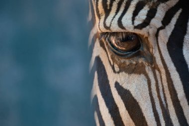 Close-up of right eye of Grevy zebra clipart