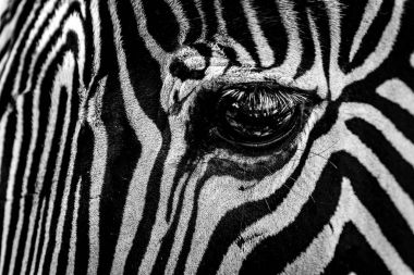 Mono close-up of eye of Grevy zebra clipart