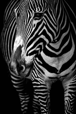 Mono Grevy zebra önden close-up