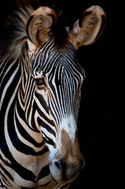 Arkasında karanlık olan Grevy zebra'nın yakın çekimi