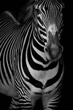 Mono close-up Grevy zebra baş kaldırma