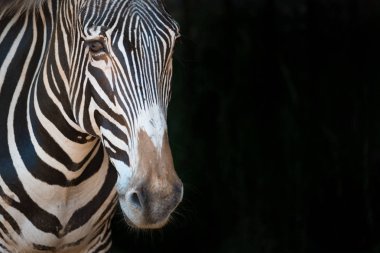 Grevy zebra'nın yakın çekimileri öne bakıyor