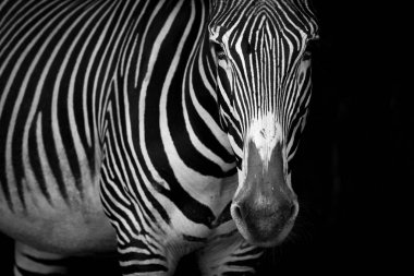 Grevy zebra ayakta mono yakın çekim bakıyor