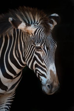 Sarkık kafaile Grevy zebra yakın çekim