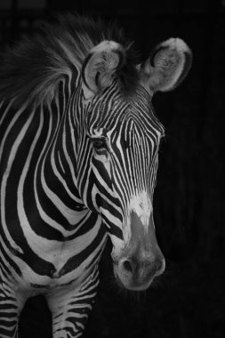 Sağa bakan Grevy zebramono yakın çekim