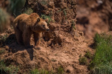 Kahverengi ayı dik kayalık çıkıntı üzerinde duruyor