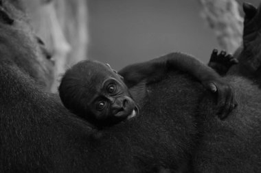Mono baby gorilla held by sitting mother clipart