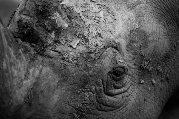 Mono primer plano de la cara de rinoceronte blanco —  Fotos de Stock