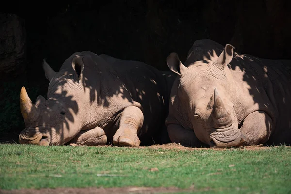 Dos rinocerontes blancos tumbados en sombra frondosa —  Fotos de Stock