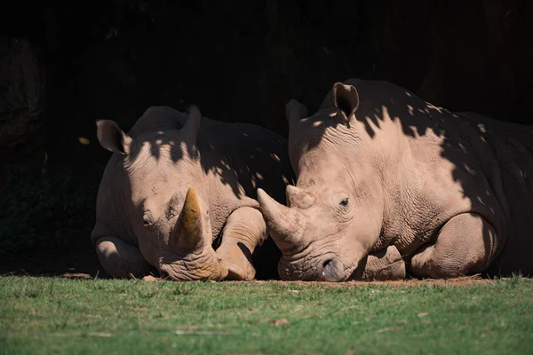 Rinoceronte blanco acostado lado a lado en sombra frondosa —  Fotos de Stock