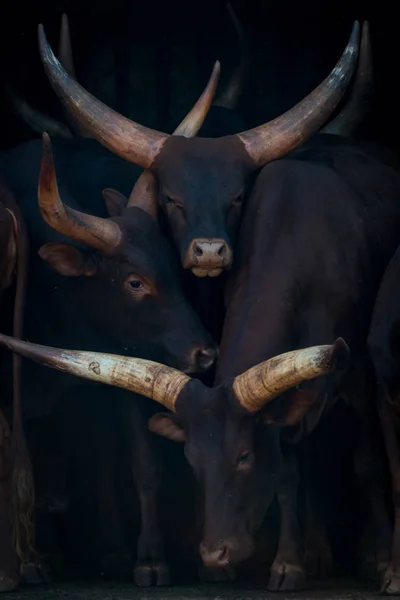 Primo piano di tre bovini Ankole-Watusi in fienile — Foto Stock