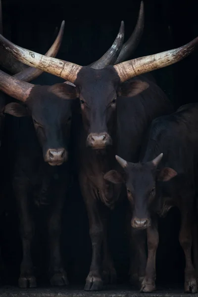 Close-up of three Ankole-Watusi cattle in shed — Stock Photo, Image