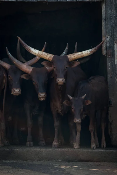 Quattro bovini Ankole-Watusi che guardano fuori dal fienile — Foto Stock