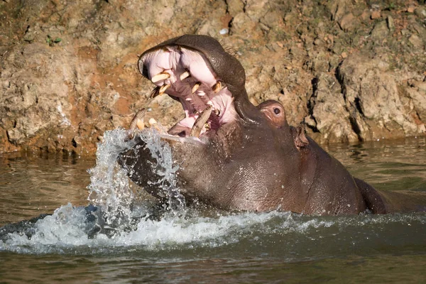 Nilpferd steigt aus dem Wasser in den offenen Mund — Stockfoto