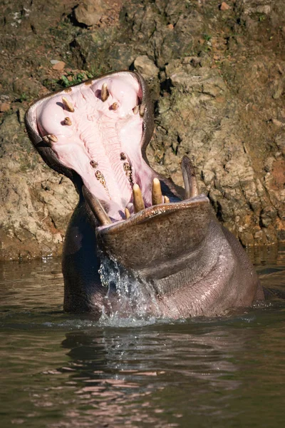 Бегемот поднимается из озера в открытый рот — стоковое фото