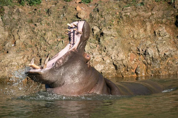Hipopótamo levantando a cabeça de volta para a boca aberta — Fotografia de Stock