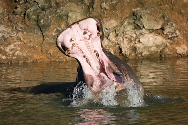 Hippopotamus opens mouth in water with spray — Stock Photo, Image