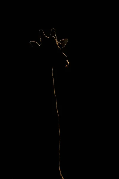 Close-up de girafa silhueta contra fundo preto — Fotografia de Stock