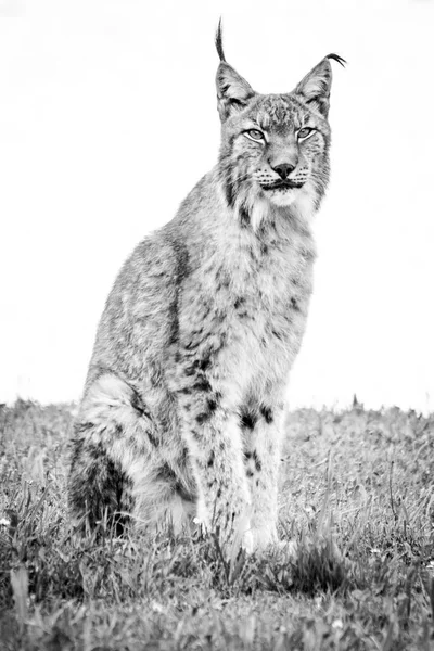 Моно lynx, сідаючи дивлячись на камеру — стокове фото