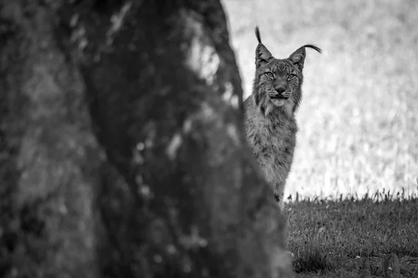 Моно lynx заглядати out з-рок — стокове фото