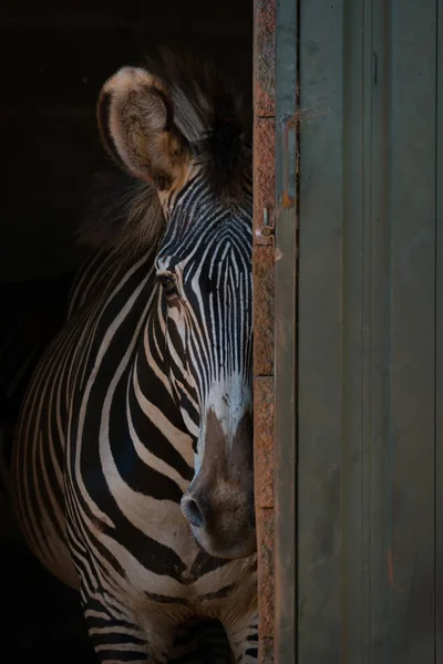 Schmieriges Zebra lugt hinter Scheunentor hervor — Stockfoto