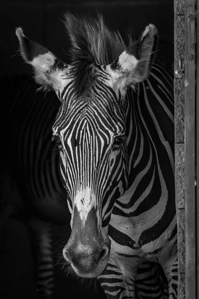 Mono-Nahaufnahme eines fettigen Zebras im Stall — Stockfoto