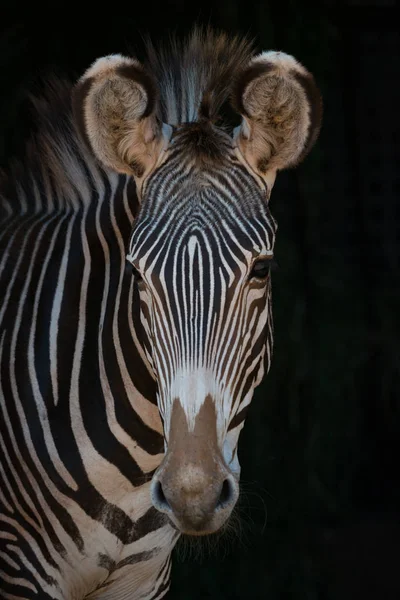 Γκρο πλαν του Grevy ζέβρα βλέπουν φωτογραφική μηχανή — Φωτογραφία Αρχείου