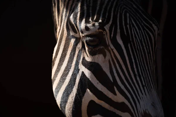 Крупный план серой зебры, ловящей солнечный свет — стоковое фото