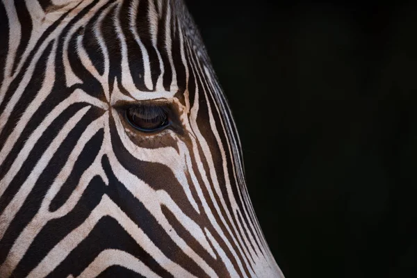 Close-up de Grevy zebra cabeça na escuridão — Fotografia de Stock