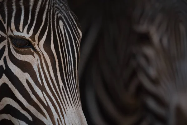 Close-up of two heads of Grevy zebra — Stock Photo, Image