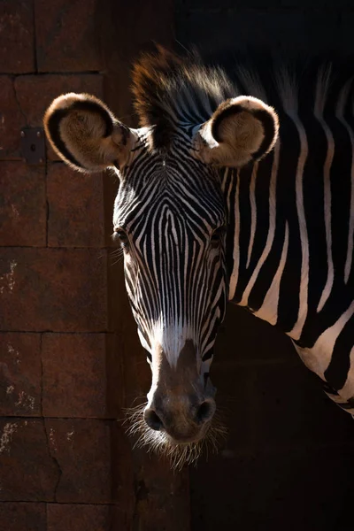 Close-Up Grevy zebra kafa ışığında — Stok fotoğraf
