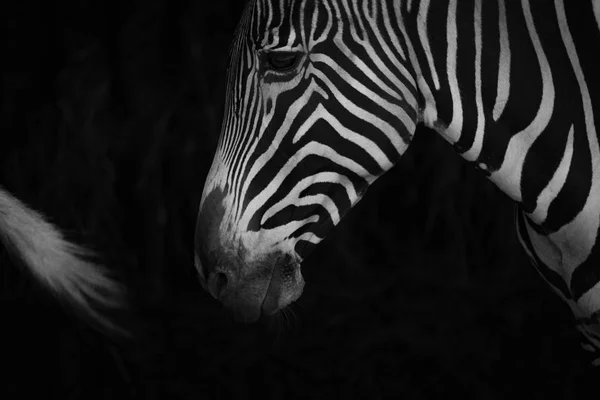 Mono Grevy zebra kuyruk arkasında close-up — Stok fotoğraf