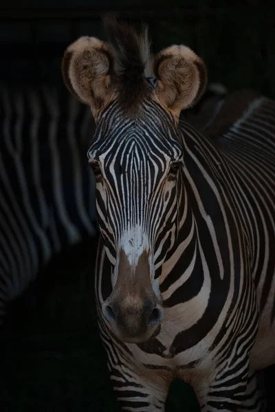 Grevy zebra fejét és a vállát a közeli képe — Stock Fotó