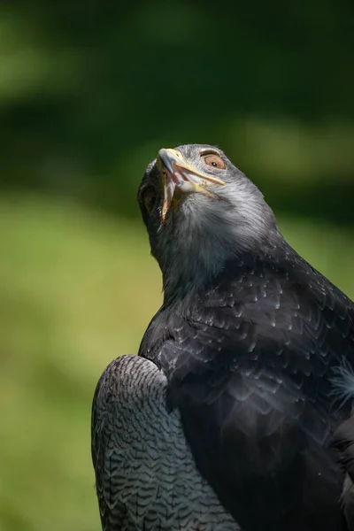 Detail černého chested Káně-Eagle s kroucenými hrdlem — Stock fotografie