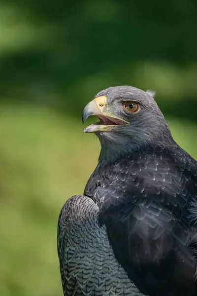 Close-up of black-chested buzzard-eagle half in sunlight — Stock Photo, Image