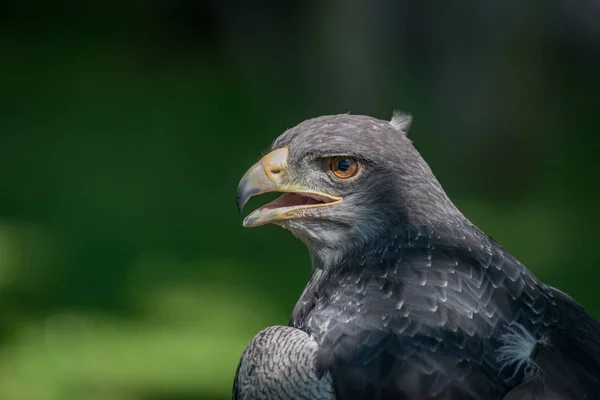 Gros plan de la moitié de l'aigle buse à poitrine noire au soleil — Photo